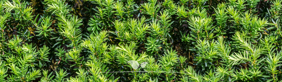 Haagplanten kopen | Taxus | Gardline